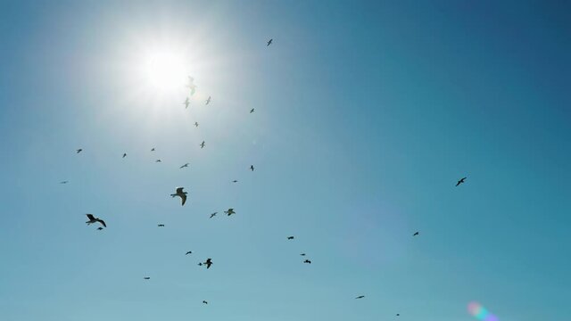A flock of seagulls flying in the cloudless sky with a bright sun behind. Beautiful birds with long wings and sunrise in the background. High quality 4k footage