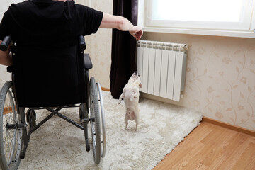 Disabled person sits in black wheelchair at home. Plays with dog. Pet is dancing training. Stands on hind legs. Pastime. Best friend. International Day Rights of Persons with Disabilities. Unemployed