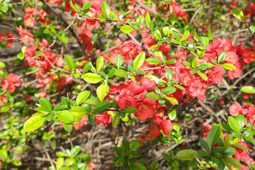close-up of red flowering branches of ornamental shrub Chaenomeles japonica, bees collect nectar, concept of gardening, seasonal gardening, study and care of plants
