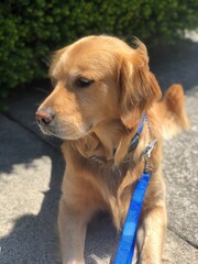 golden retriever dog