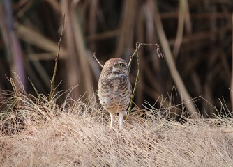 burrowing owl