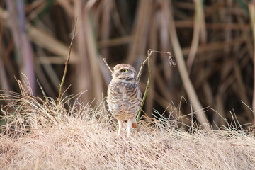 burrowing owl