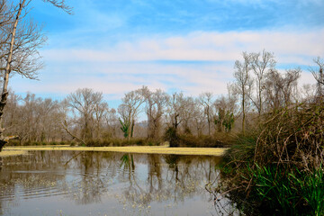 floodplain forest in Karacabey Bursa and small pond covered by huge amount of white daisy flowers on moss and marsh