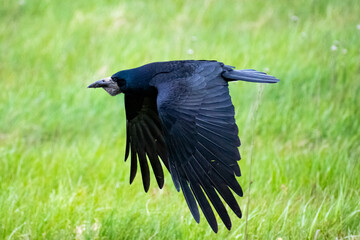 Rook flying over the meadow