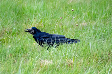 Rook walking on the meadow. A foraging bird
