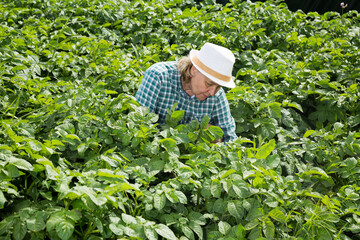 Elderly woman weeds potatoes on the field. High quality photo