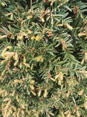 a taxus genus taxus from family taxacaeae from order pinales fromm class pinpsida from clade tracheophytes from pantae