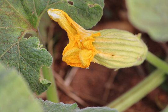 pumpkin flower