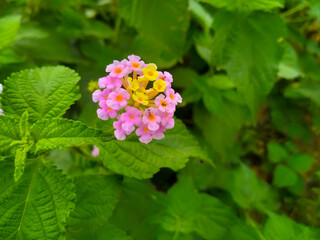 Lantana camara pink yellow flowers