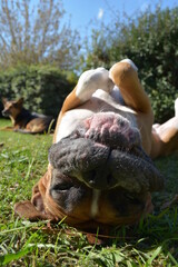 funny dog