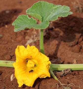 pumpkin flower