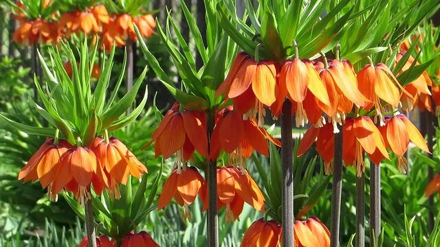 Very beautiful orange flowers and green bee collects nectar