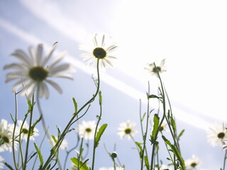 たくさんの満開の花