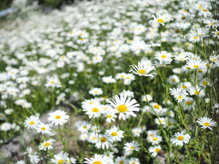 Fototapeta premium たくさんの満開の花