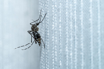 Aedes aegypti mosquito that causes numerous tropical diseases, such as dengue, zika, and chikungunya