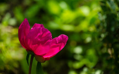 Bright pink red Caucasian peony  (Paeonia caucasica) against sun on green leaves background. Rare species of wild peony blooming  in spring garden. Selective focus. There is a place for your text.