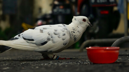 white dove in the cage