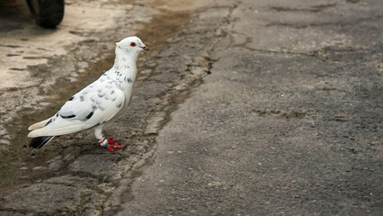 pigeon on the ground