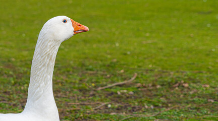 Close up low level view of Embden Emden Geese. Single portrait shot of single goose showing orange beak and blue eye