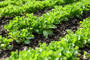 field salad rows in garden