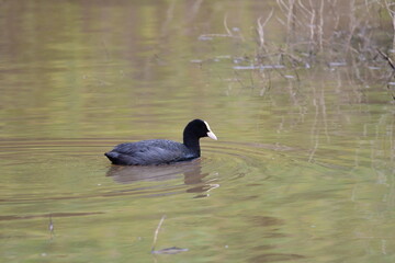FOCHA COMÚN EN UN HUMEDAL DE LA ISLA DE TENERIFE