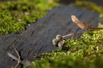  Dried common linden fruits on a stump