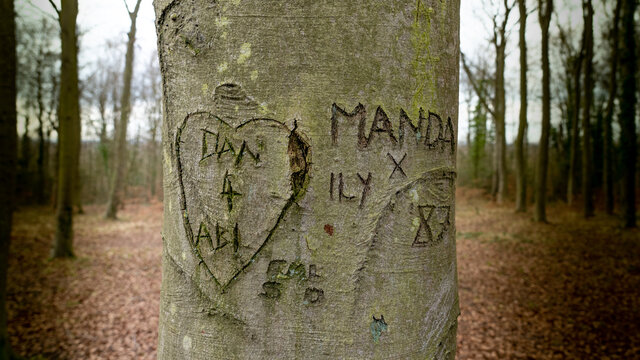 Love heart and Names carved into beech tree trunk for natural layer nature texture backdrop wallpaper.