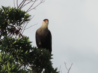 Bird tree sky