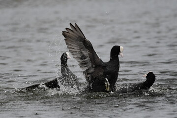 FOCHA COMÚN EN UN HUMEDAL DE LA ISLA DE TENERIFE