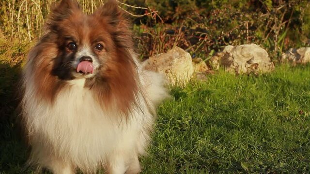 A friendly, mature German Pomeranian looks at the camera and licks his nose on a warm summer spring evening. High quality FullHD footage