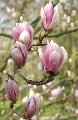 Gardinen Blossoms of a magnolia tree © fp-pixpics