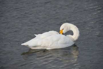 湖上のコハクチョウ