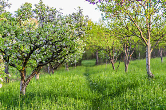 Alley of apple trees with white flowers blooms on a sunny spring day in the garden with green grass. Agricultural concept image