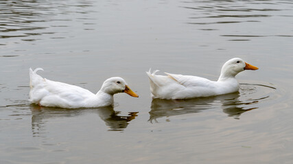Pair of Pekin Peking Aylesbury Ducks swimming in line