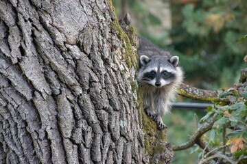 Racoon Peaking