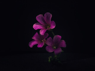 Violet flower -  © Francesco Schillaci