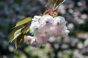 八重桜