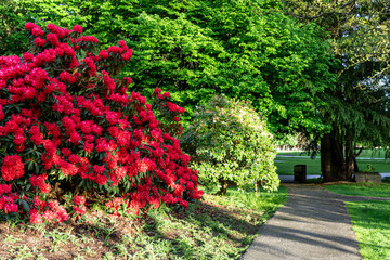 Fototapeta na wymiar Rhododendron bush in green summer park along the pathway