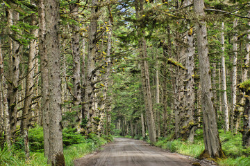 Obraz premium Road through forest