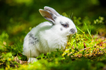 Cute little white bunny rabbit on the grass meadow eating