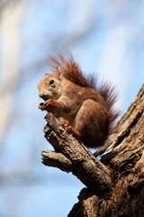 Eurasian red squirrel (Sciurus vulgaris) sits on a branch of a tall tree and nibbles nuts