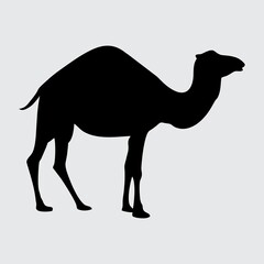 Camel Silhouette, Camel Isolated On White Background