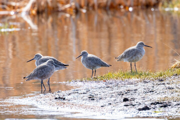Gaggle of Willet