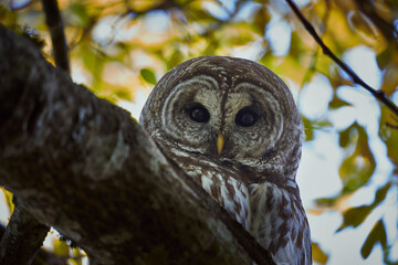 Owl