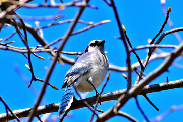 Blue Jay