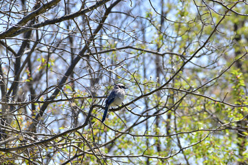 Blue Jay