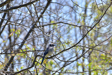 Blue Jay