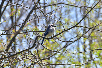 Blue Jay