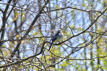 Blue Jay