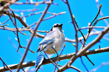 Blue Jay